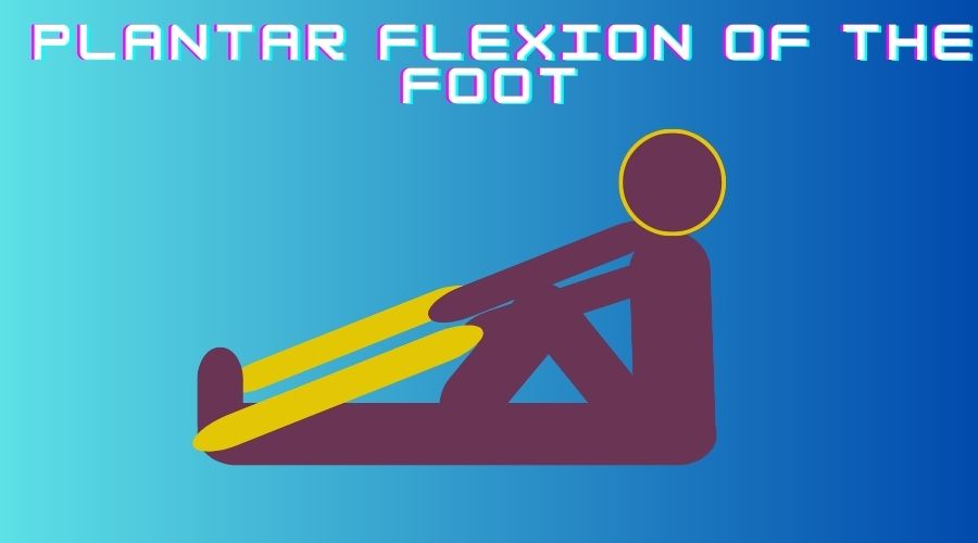  plantar flexion of the foot